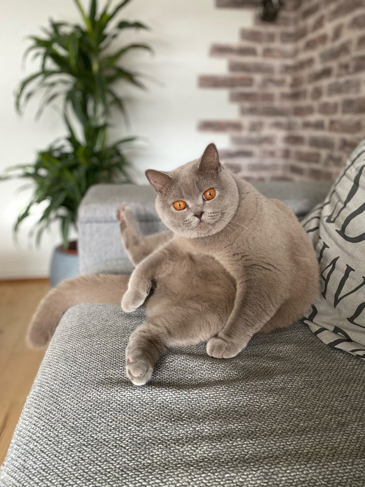 British Shorthair, hankat, 2 år