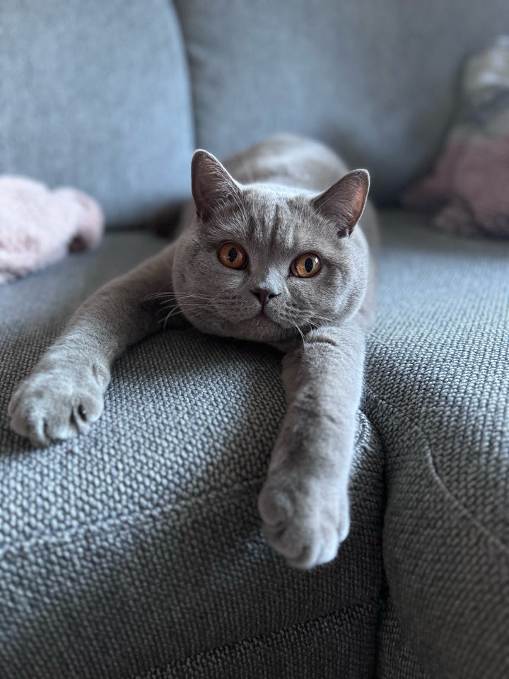 British Shorthair, hankat, 2 år