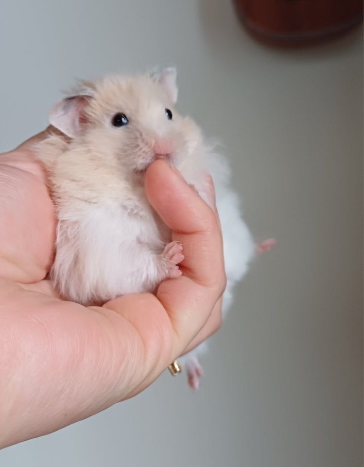 Hamster Guldhamster 0 år