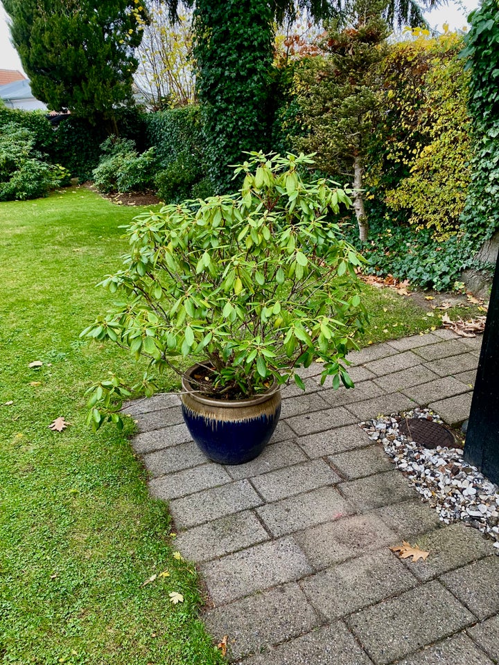 Rhododendron i stor krukke