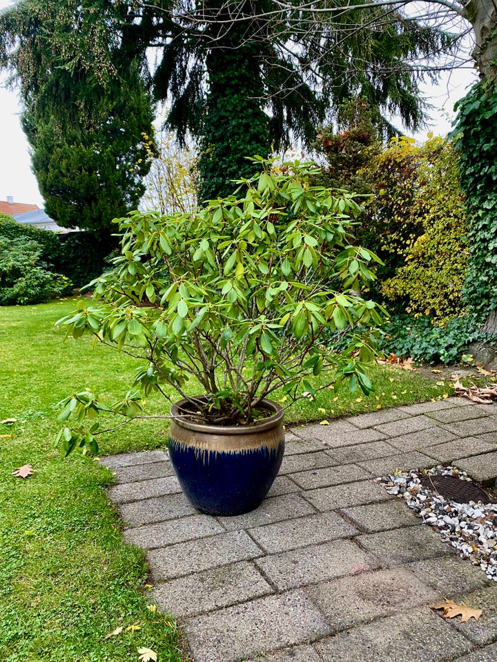 Rhododendron i stor krukke