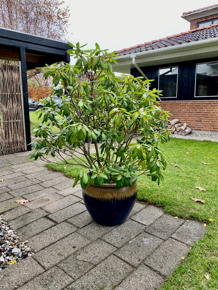 Rhododendron i stor krukke