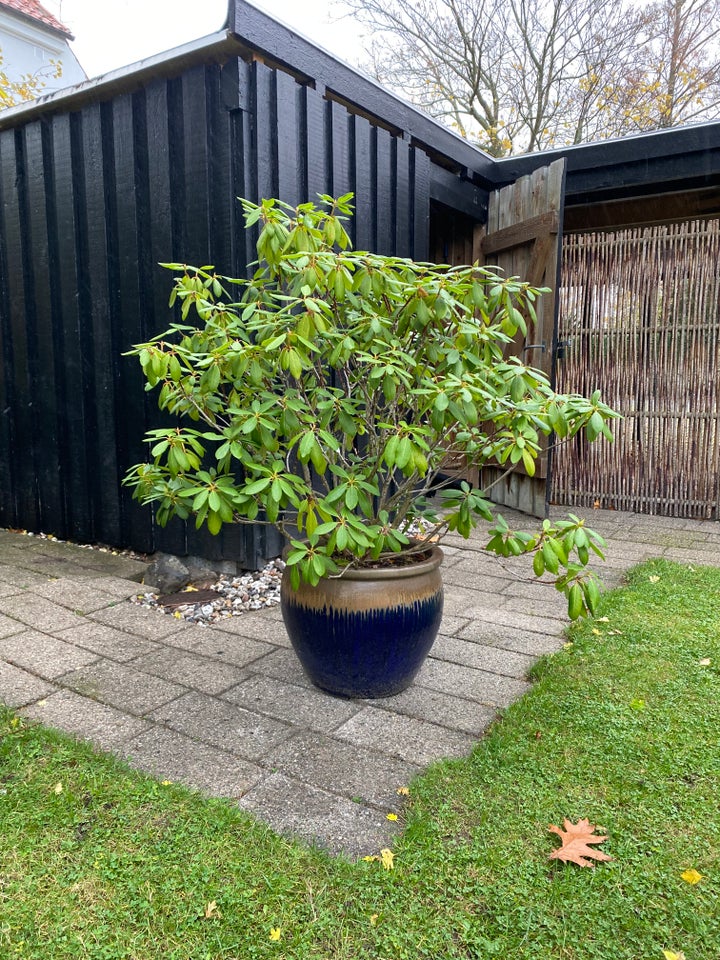 Rhododendron i stor krukke