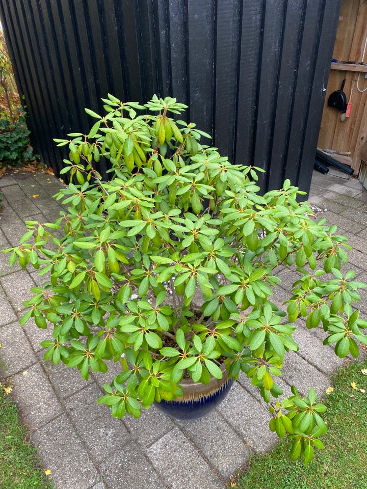 Rhododendron i stor krukke