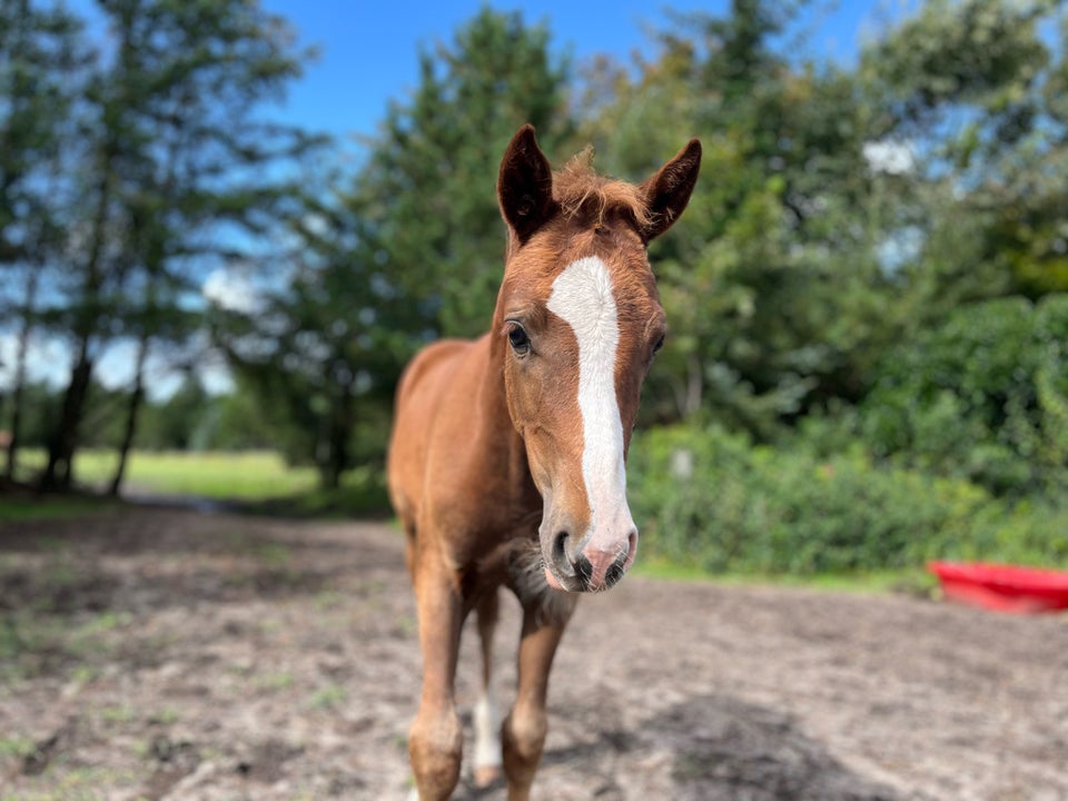 Welsh, hoppe, 0 år