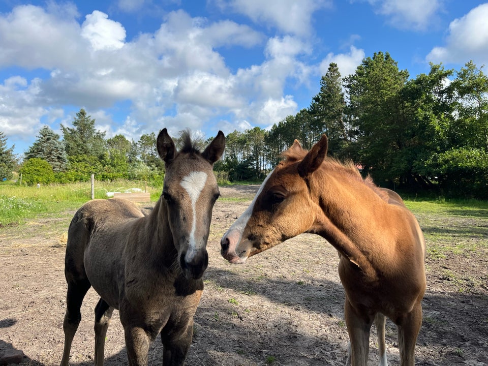 Welsh, hoppe, 0 år