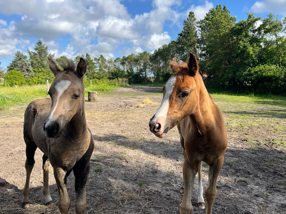 Welsh, hoppe, 0 år