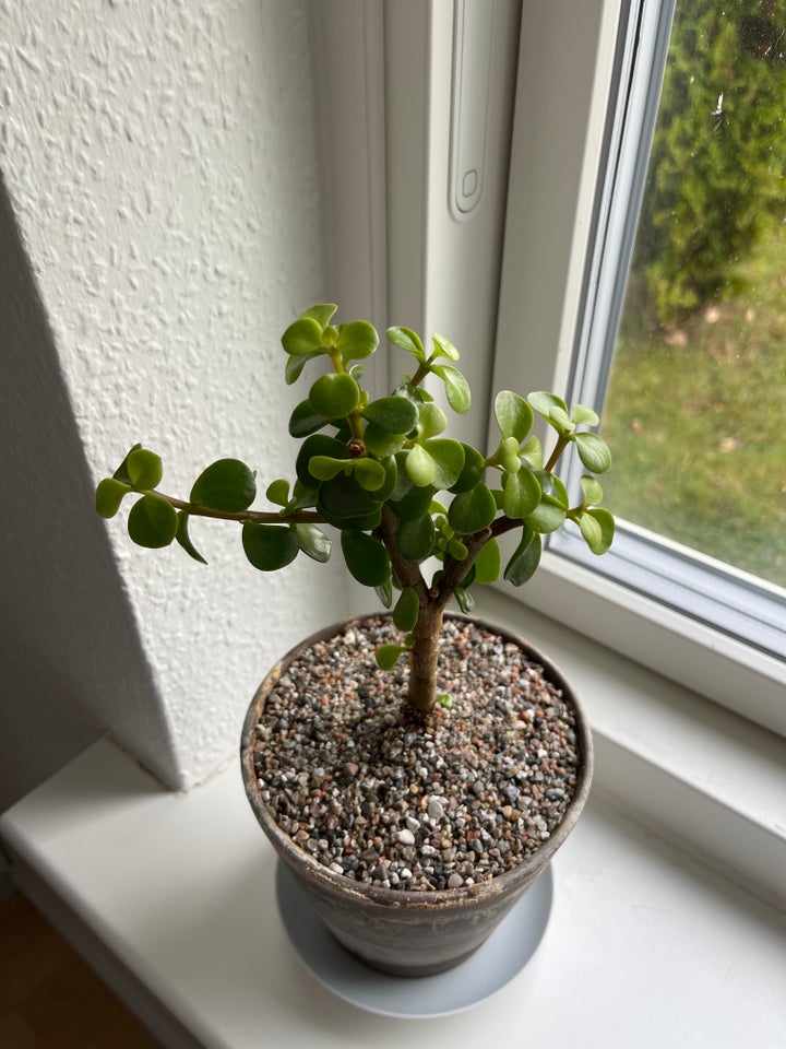 Stueplante, Portulacaria