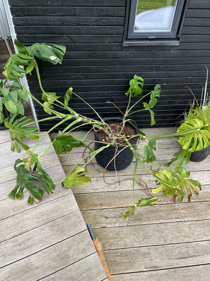 Indendørs plante Monsters