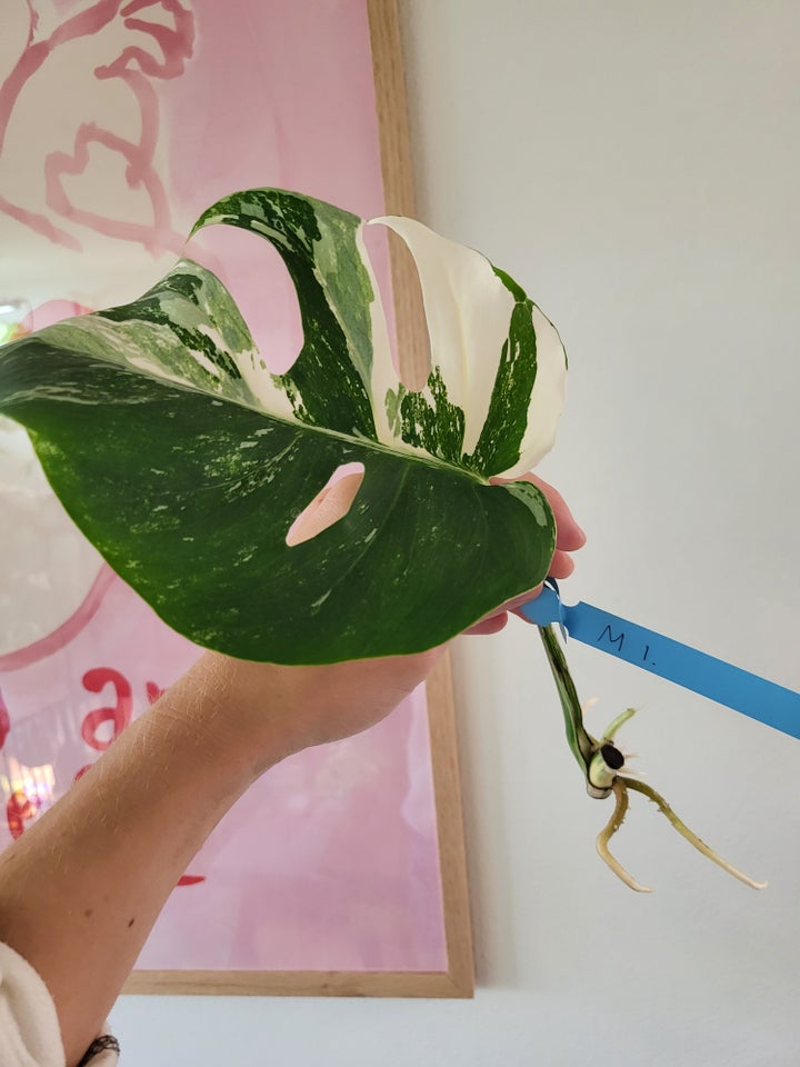 Monstera albo variegata stikling