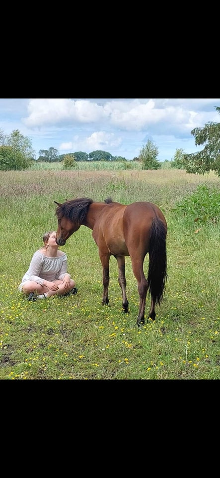 Araber - blanding, hingst, 1 år