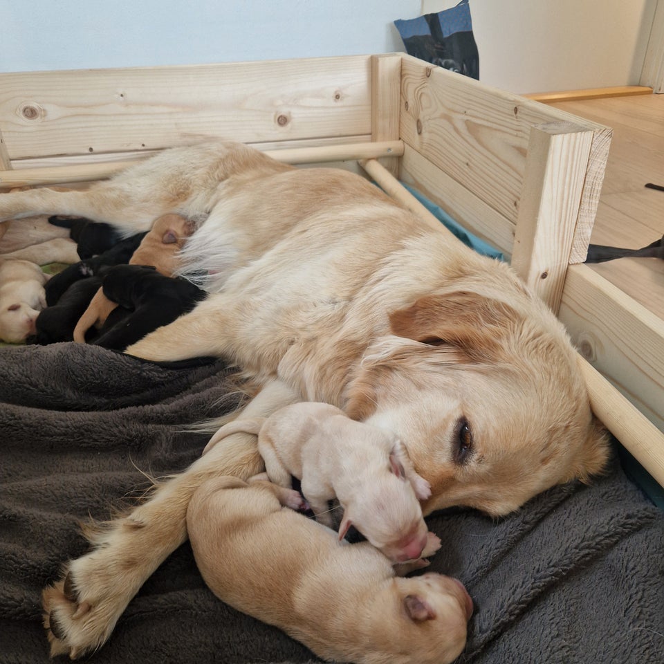 Golden retriever - labrador