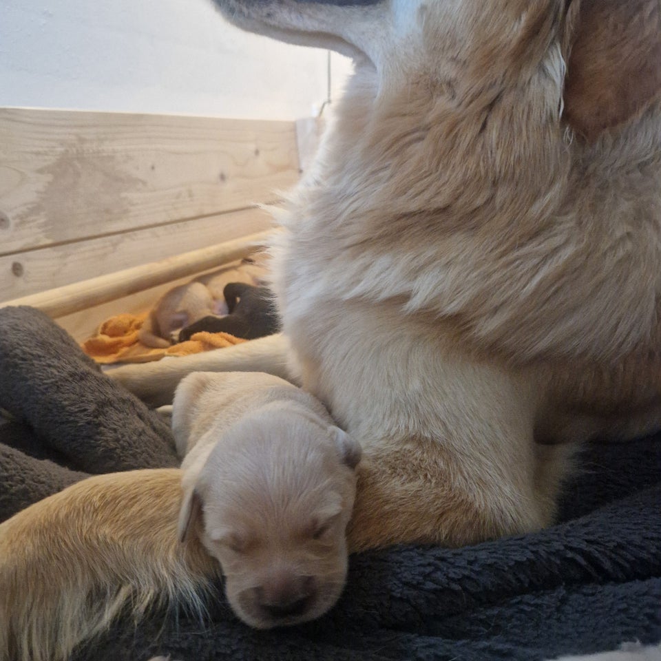 Golden retriever - labrador