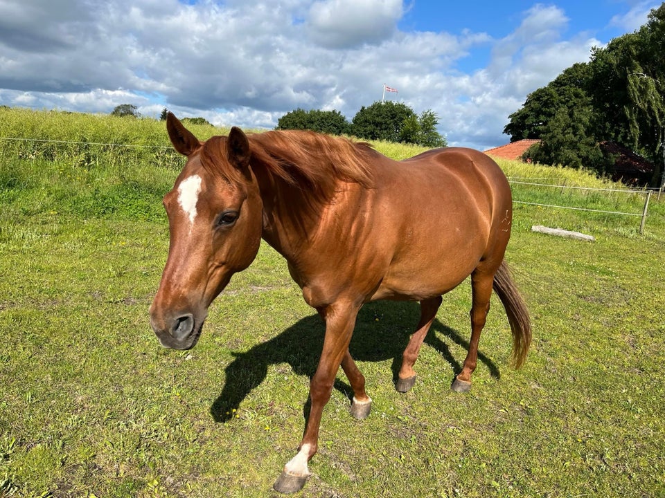 American Quarterhorse, hoppe, 14