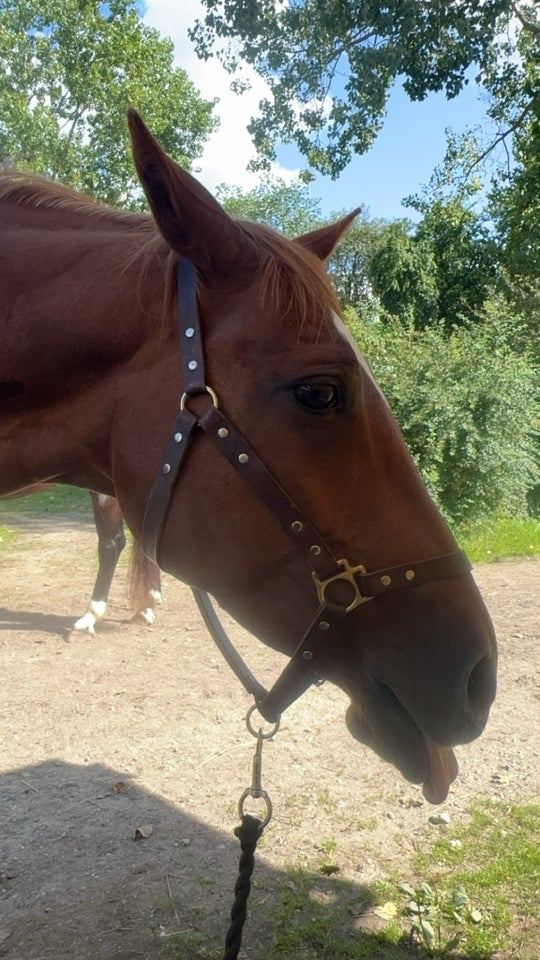 American Quarterhorse, hoppe, 14