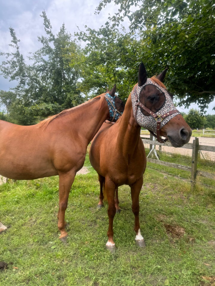 American Quarterhorse, hoppe, 14