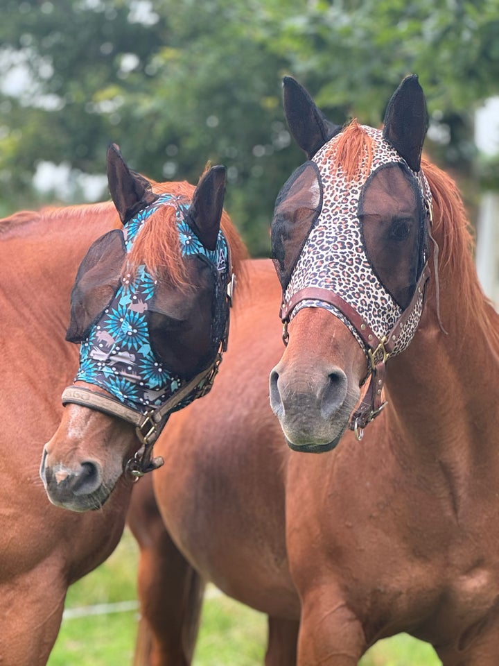 American Quarterhorse, hoppe, 14