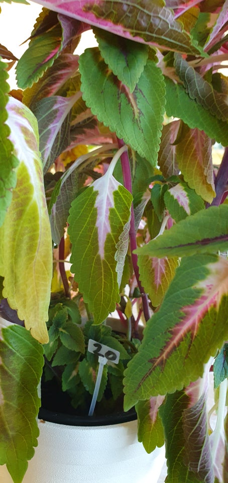 Stueplanter, potteplanter