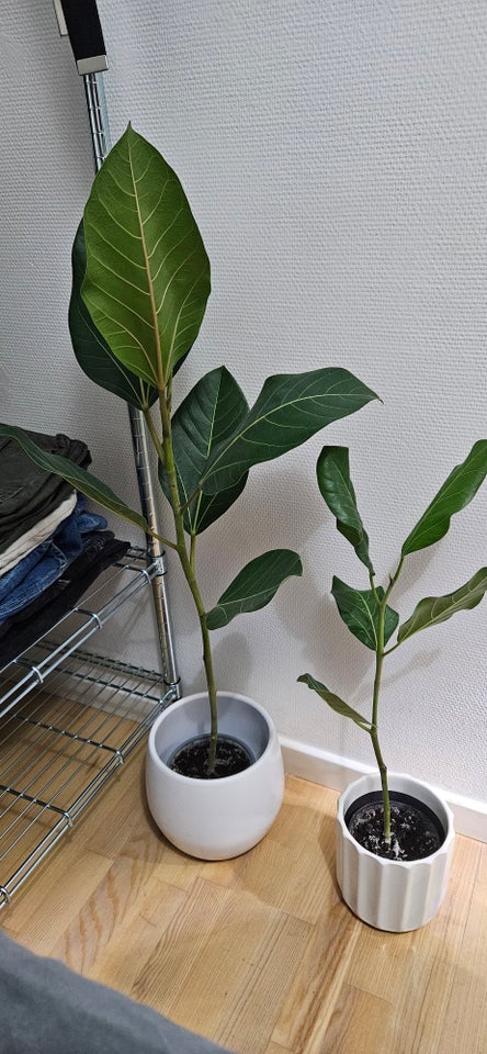 Træ, Ficus