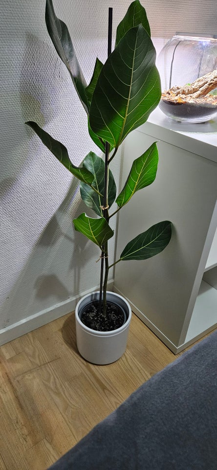 Træ, Ficus