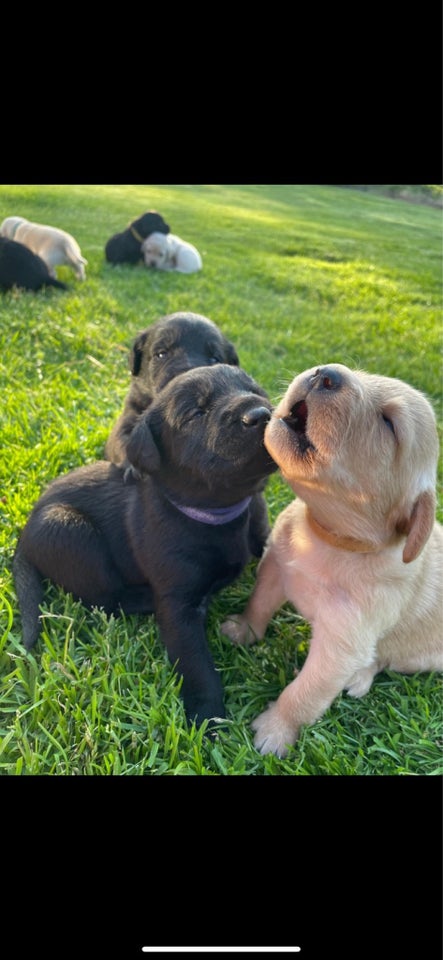 Puddel/ Labrador (Labradoodle) 