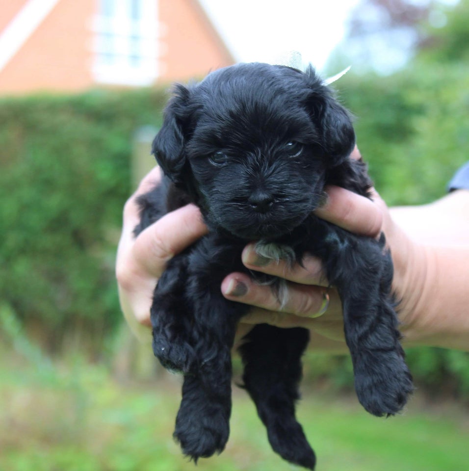 Maltipoo