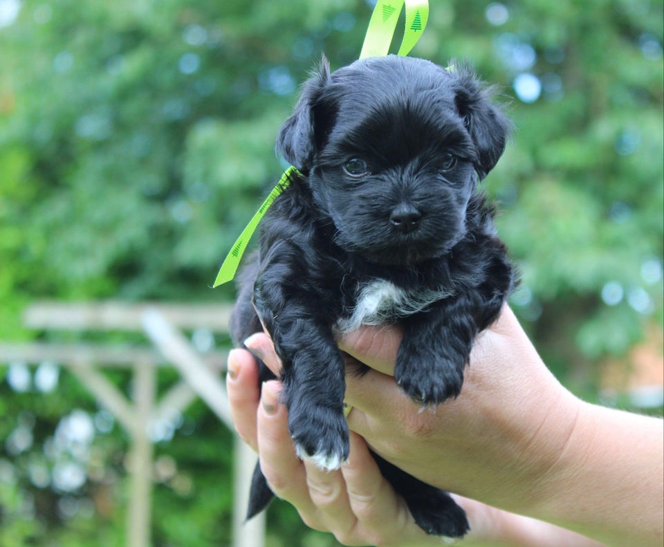 Maltipoo