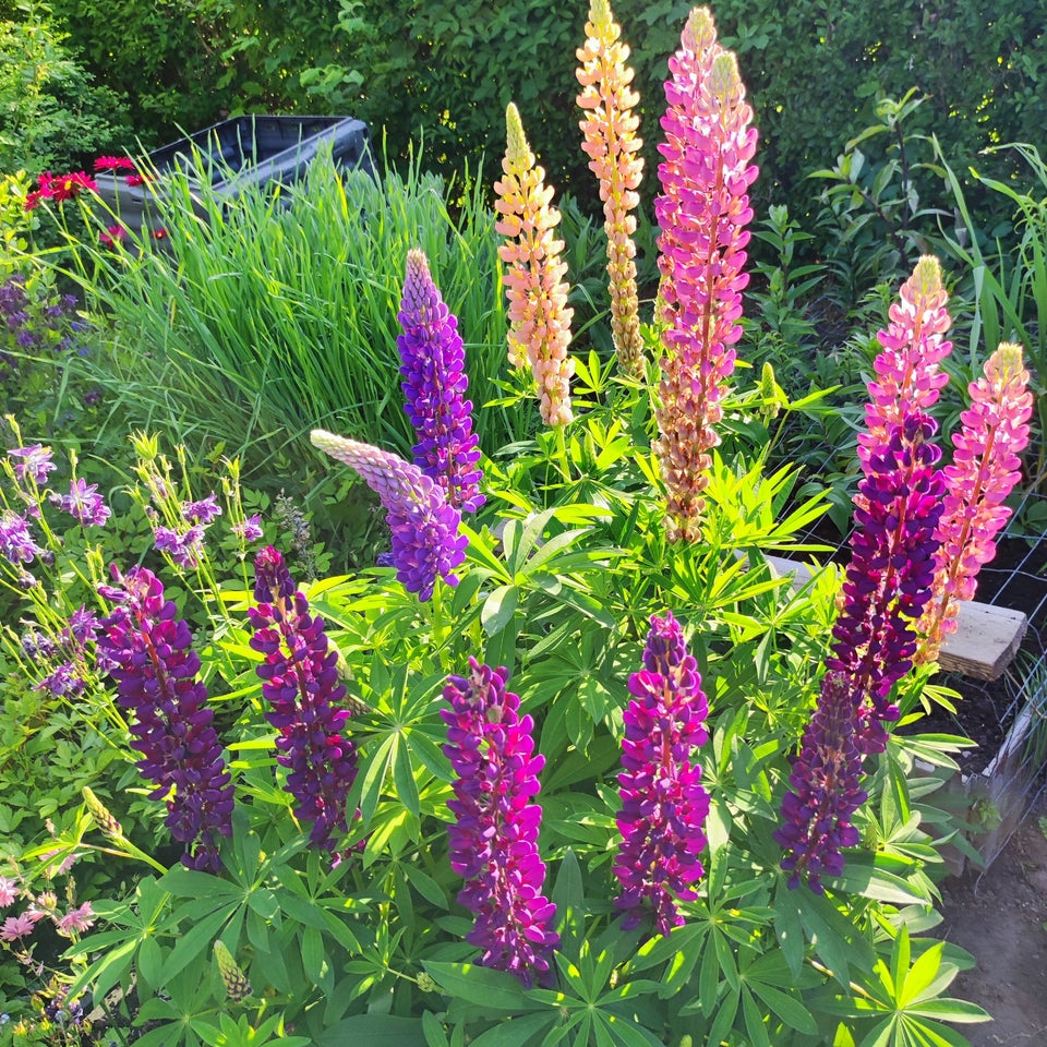 Blomsterfrø MIX LUPIN