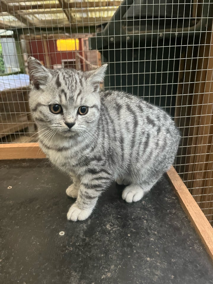 Hankilling, British Shorthair, 12