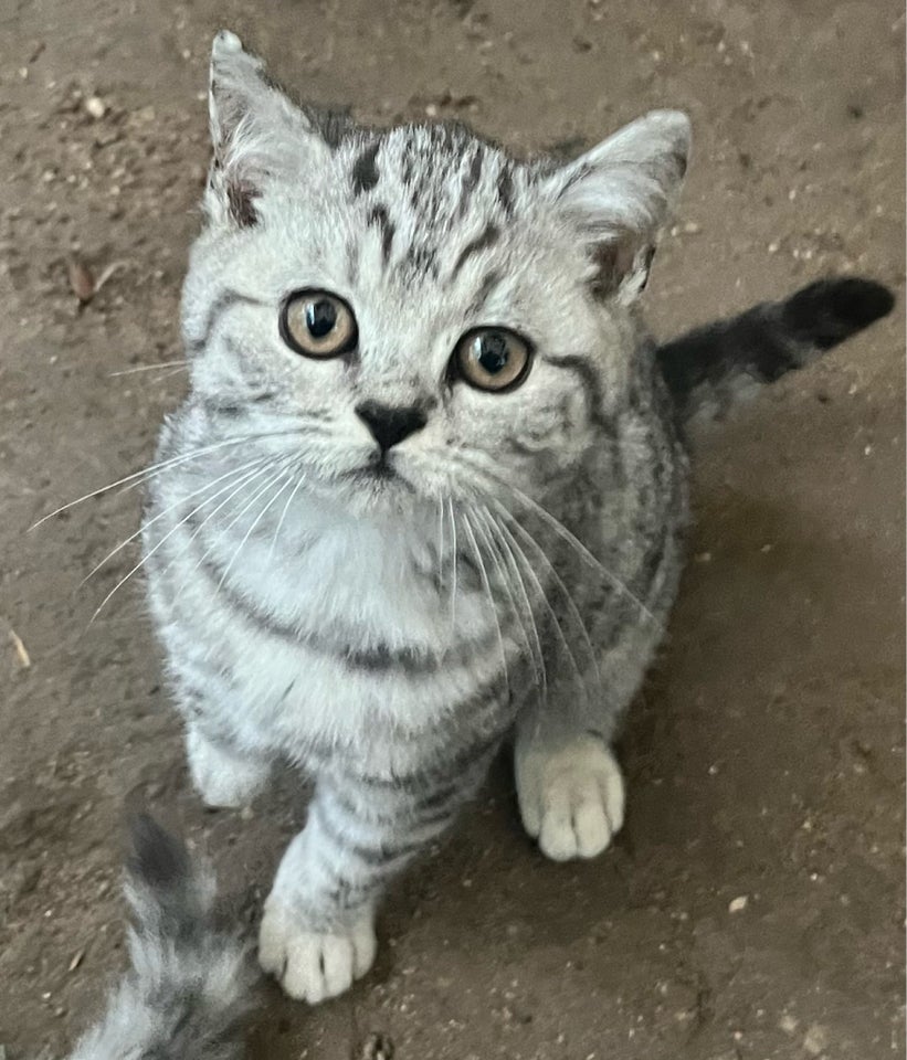 Hankilling, British Shorthair, 12