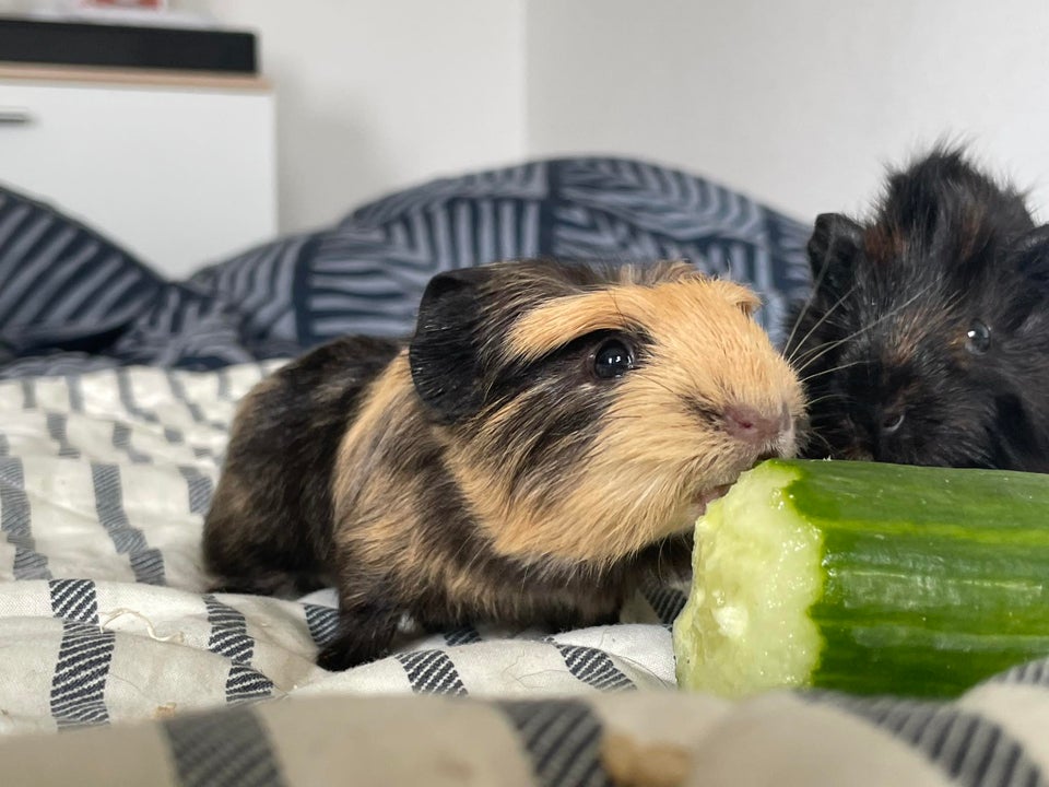 Marsvin, Crested, 0 år