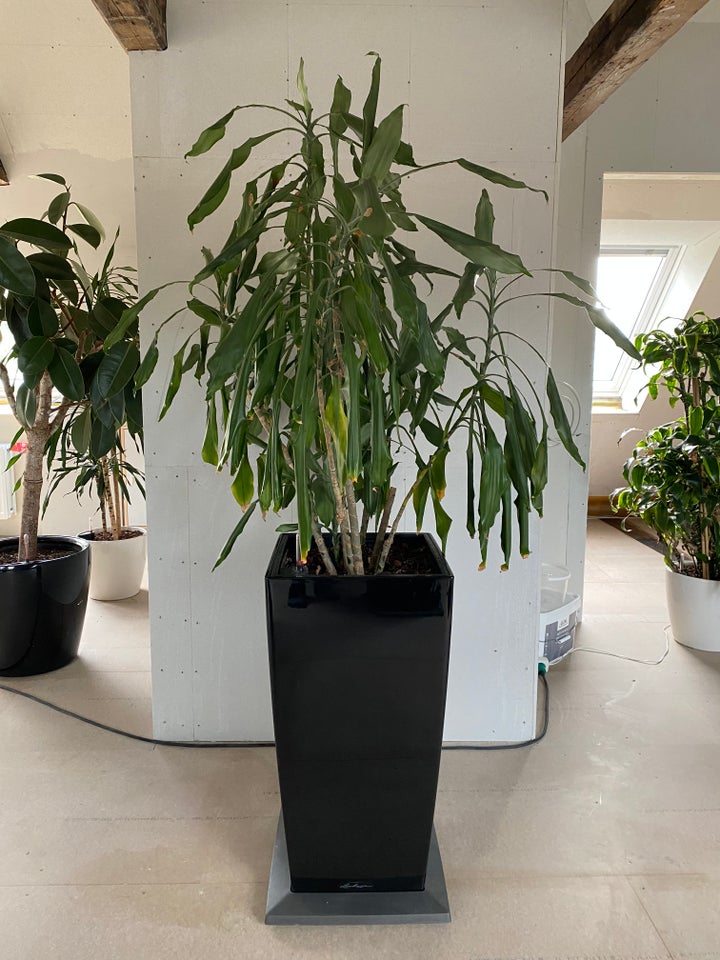 Stueplante Dracaena