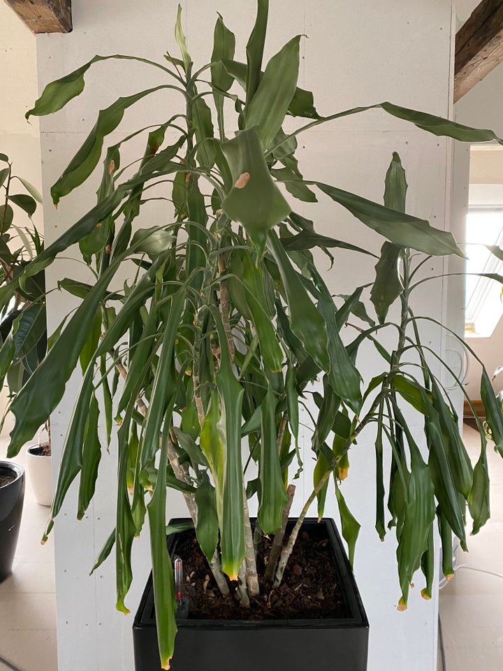 Stueplante Dracaena