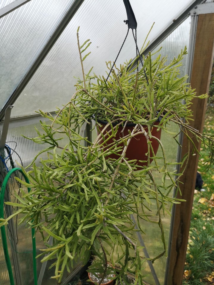 Kaktus, Rhipsalis ewaldiana