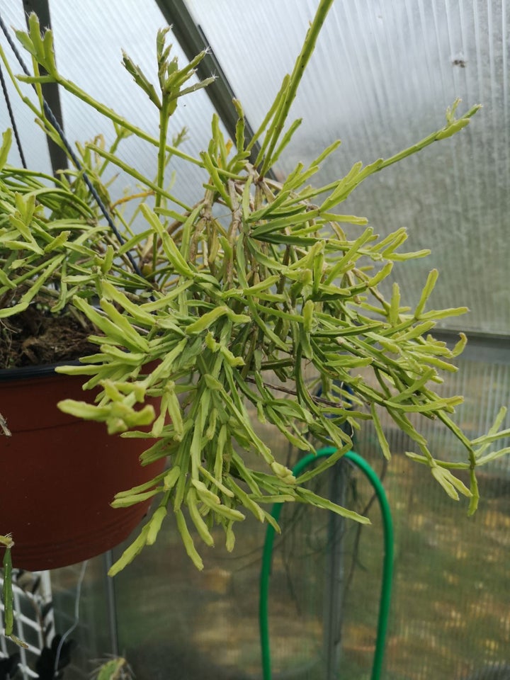 Kaktus, Rhipsalis ewaldiana