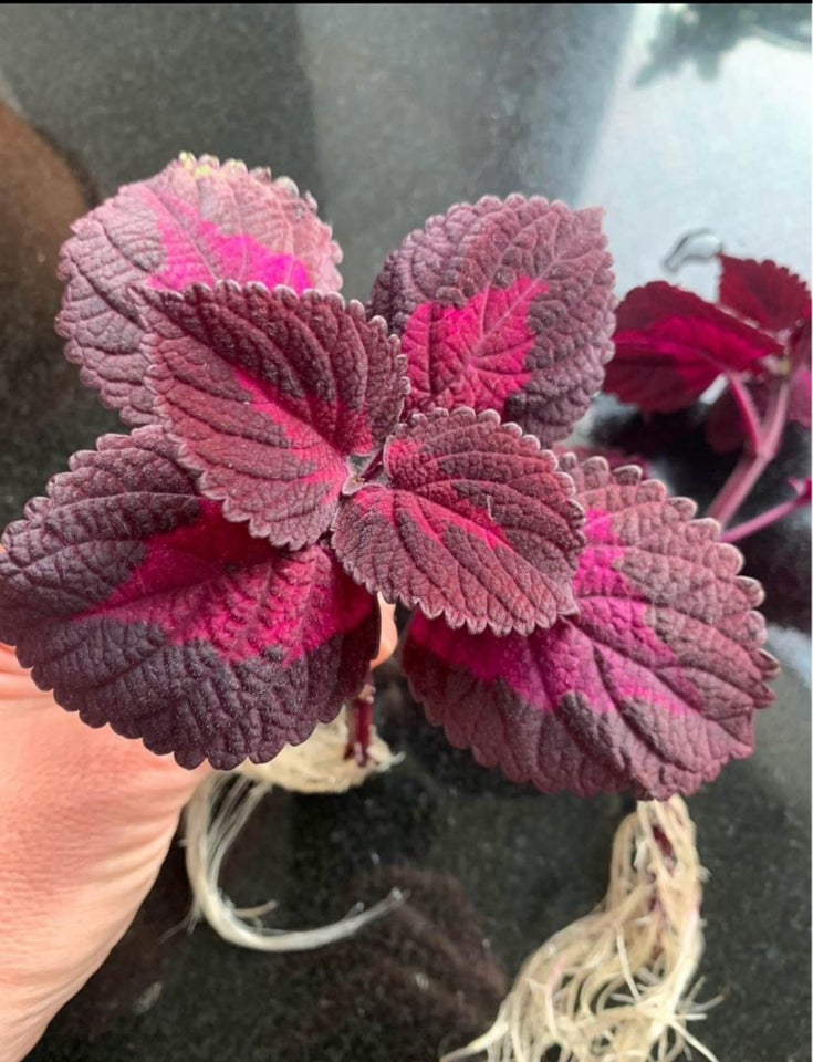 Stikling Coleus