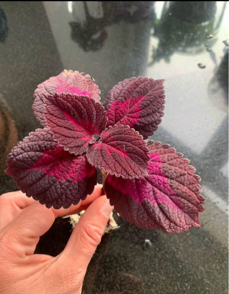 Stikling Coleus