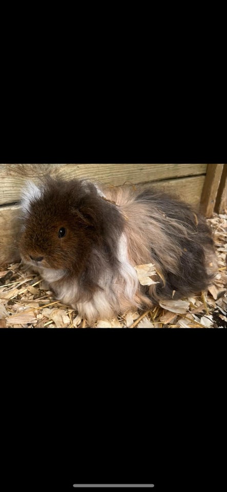 Marsvin, Texel, 2 år