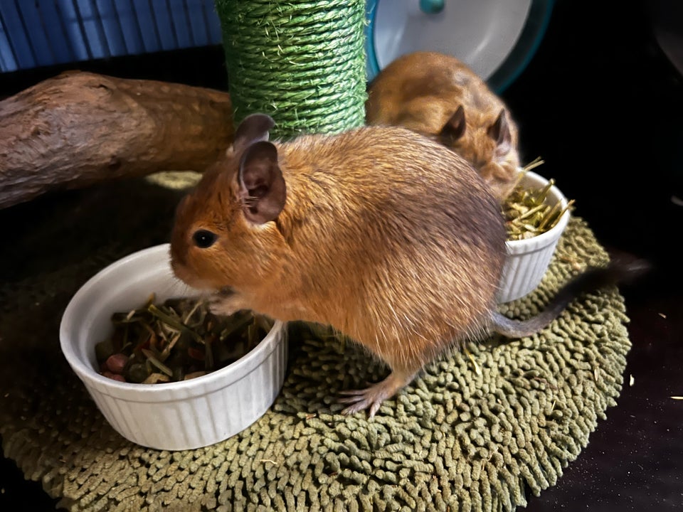 Degu, Degu , 1 år