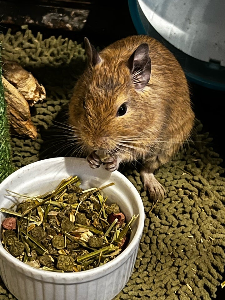 Degu, Degu , 1 år