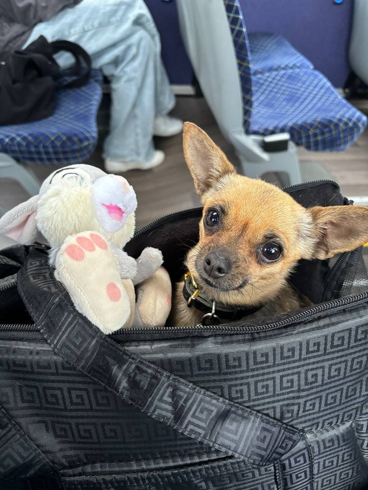 Toy Terrier/Chihuahua, hund, 5 år