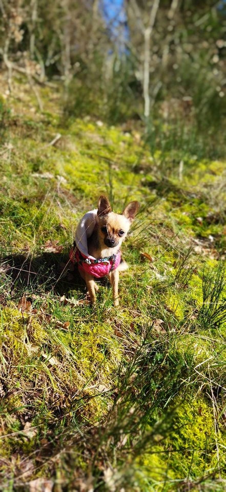 Toy Terrier/Chihuahua, hund, 5 år