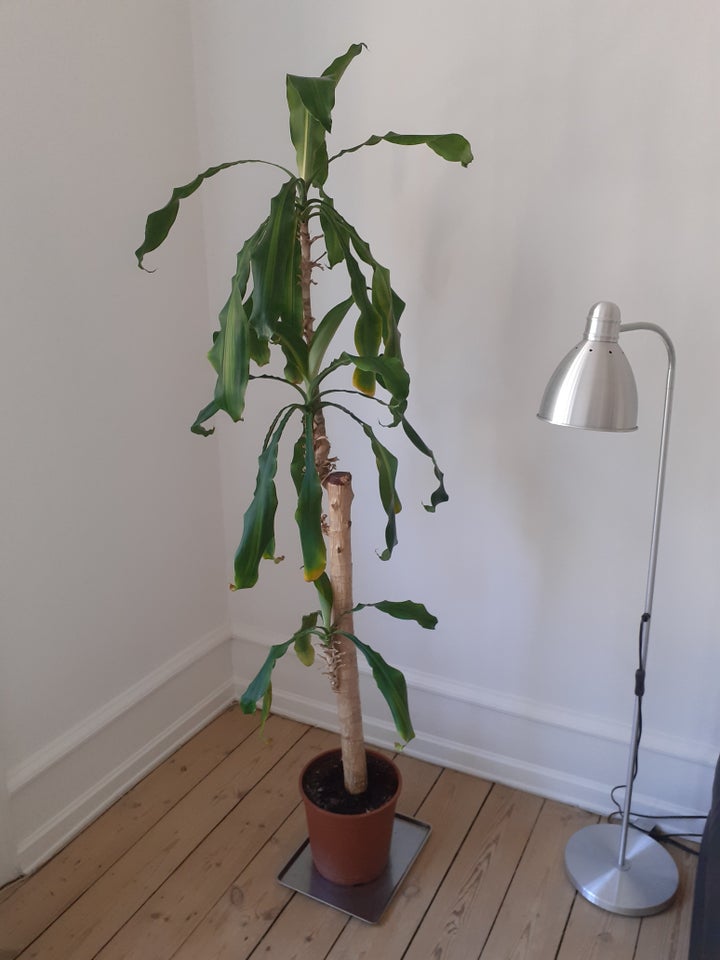 Stor grøn plante, Palme