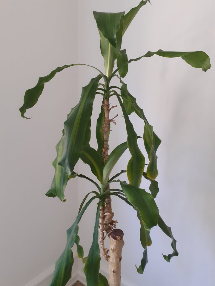 Stor grøn plante, Palme