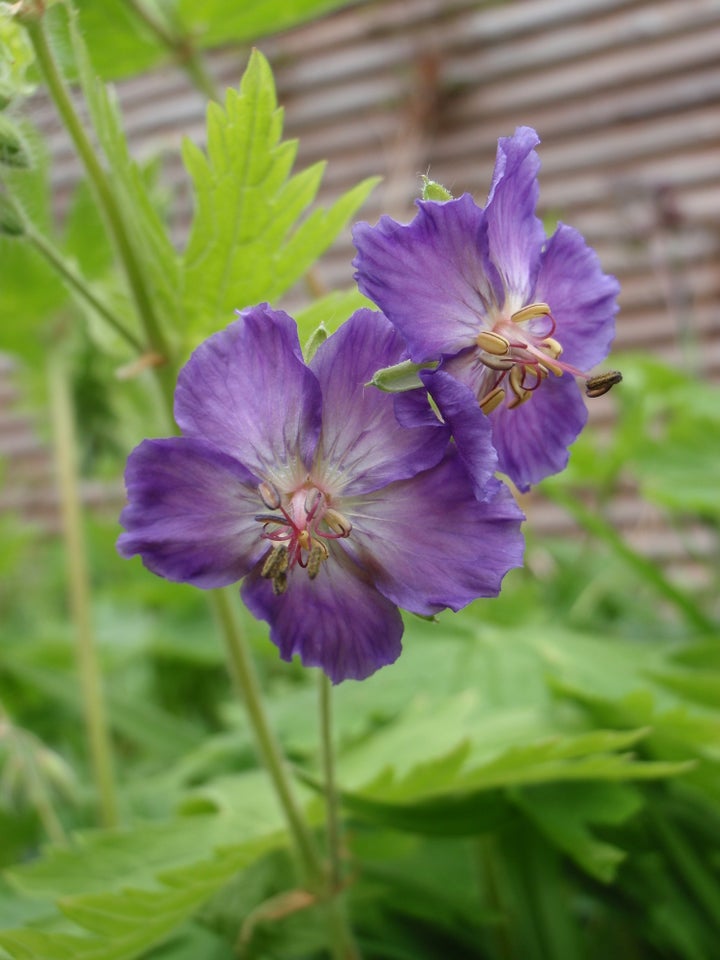 Stauder, Geranium phaeum