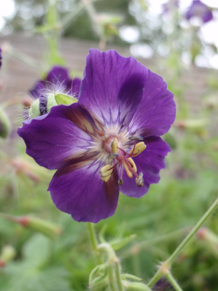 Stauder, Geranium phaeum