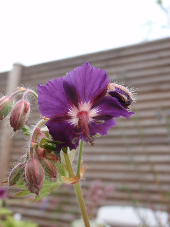 Stauder, Geranium phaeum