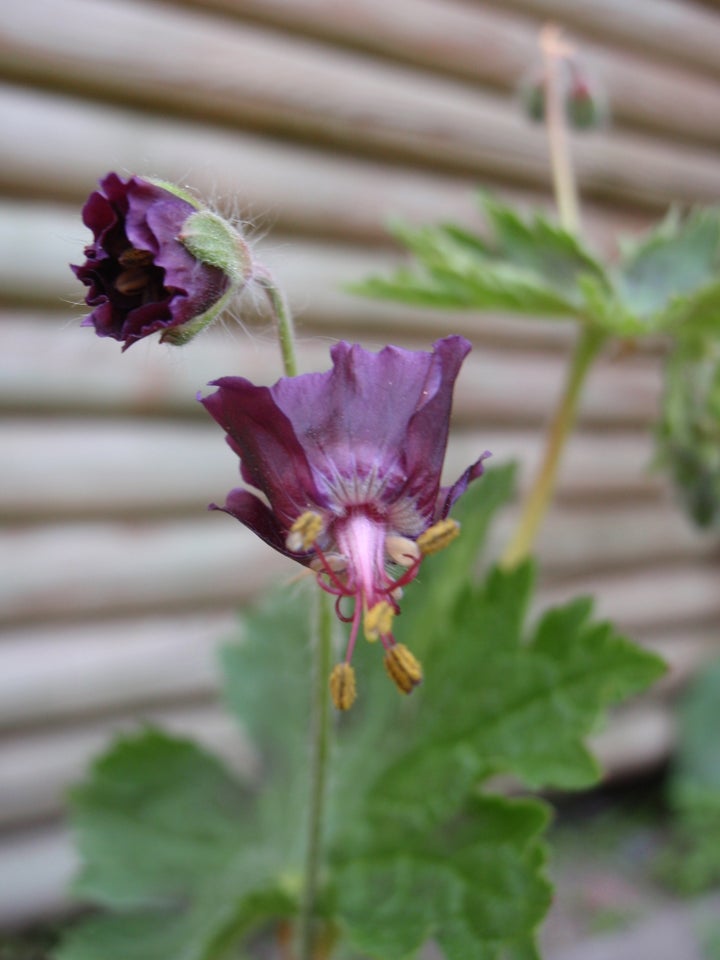 Stauder, Geranium phaeum