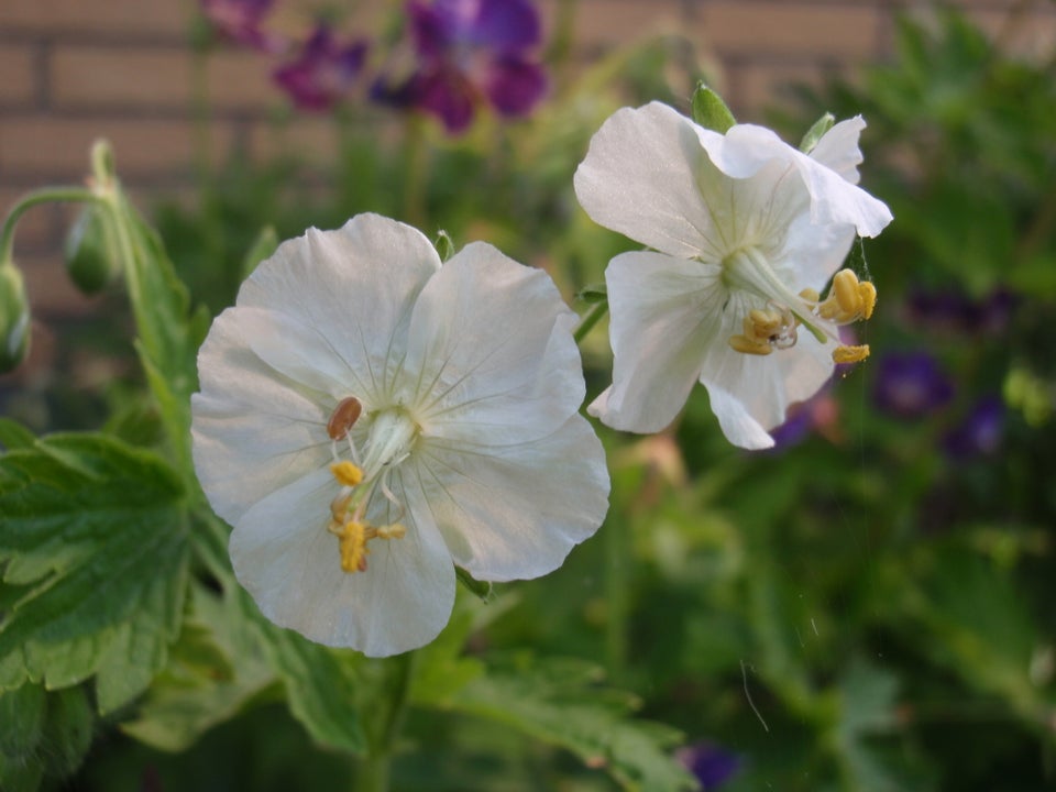 Stauder, Geranium phaeum