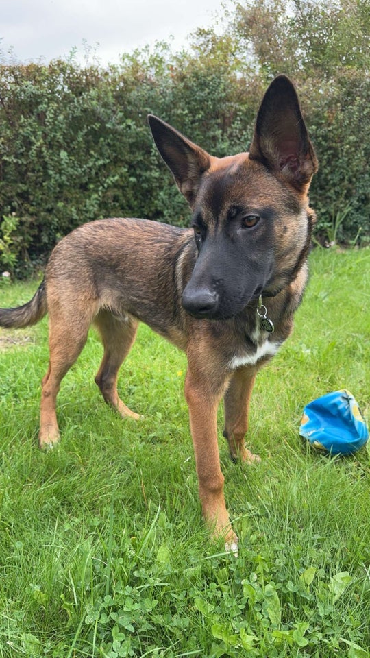 Andet, Belgisk malinois